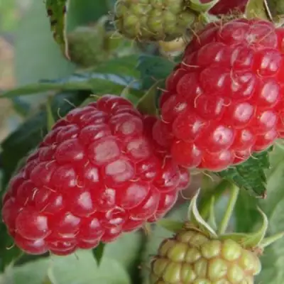 Малина РАДЗИЕВА в Барановичах