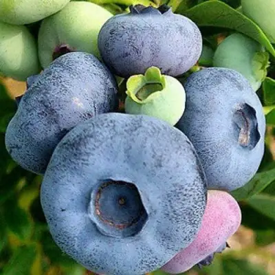 Голубика ПАТРИОТ в Барановичах