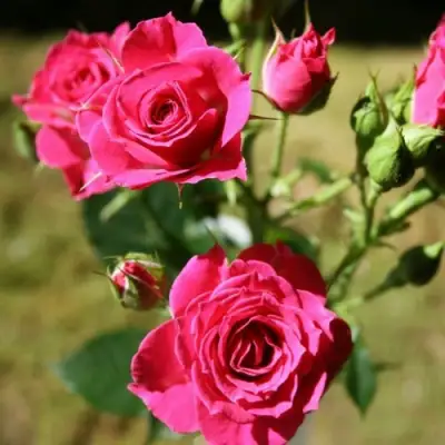 Роза ЛАВЛИ ЛИДИЯ спрей в Барановичах