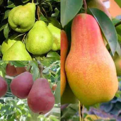 Комплект ГРУШЕВОЕ АССОРТИ в Барановичах