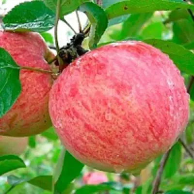 Яблоня КОРИЧНОЕ ПОЛОСАТОЕ в Барановичах