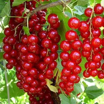 Смородина красная ЙОНКЕР ВАН ТЕТЦ в Барановичах