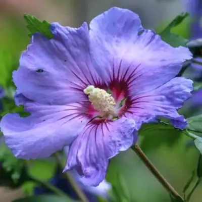 Гибискус МАРИНА сирийский в Барановичах