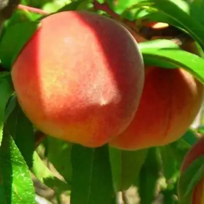 Персик РЕД ХЕВЕН в Барановичах