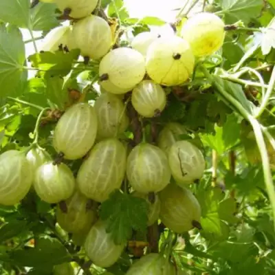 Крыжовник ИНВИКТА в Барановичах