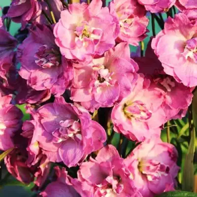 Дельфиниум ДЕЛЬФИС ПИНК ПАУЭ высокий в Барановичах