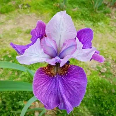 Ирис ЛАЙТ ОВ ХАРТ сибирский в Барановичах