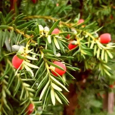 Тис ДАВИД ягодный в Барановичах