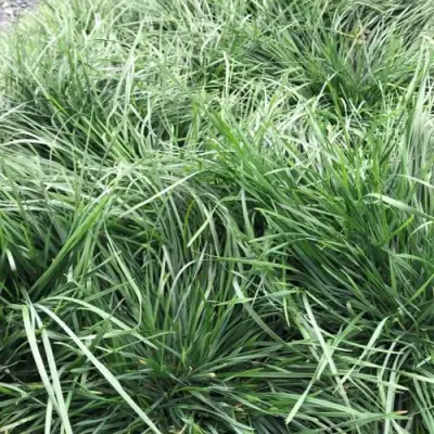 Щучка ГОЛДТАУ дернистая в Барановичах