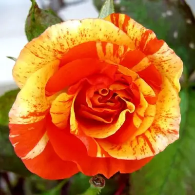 саженцы розы Апельсин и Лимон