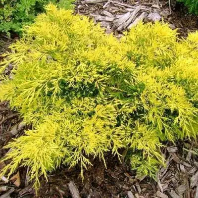 Можжевельник КИНГ ОФ СПРИНГ средний в Барановичах