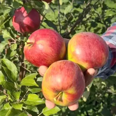 Яблоня ПОСПЕХ в Барановичах