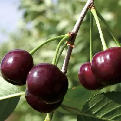 Дюк КСЕНИЯ (ЧЕРЕВИШНЯ) в Барановичах