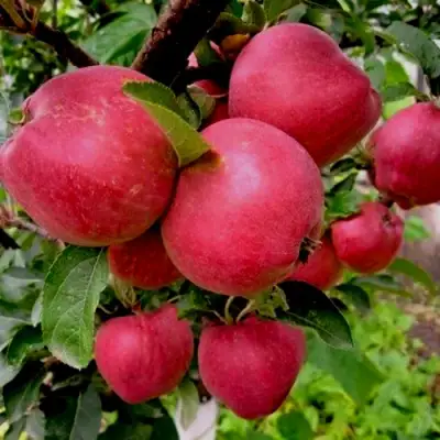 Яблоня РОЖДЕСТВЕНСКОЕ в Барановичах