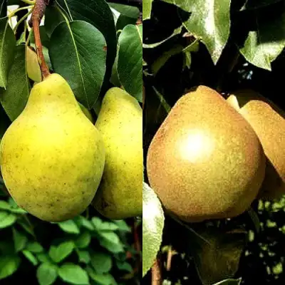 Комплект ДУЭТ в Барановичах