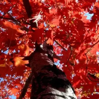 Дуб красный в Барановичах