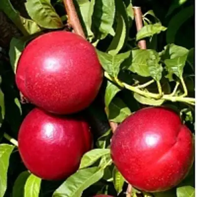 Нектарин ХАРКО в Барановичах