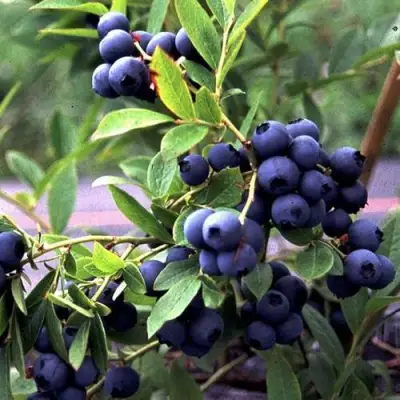 Голубика ДЖЕРСИ в Барановичах