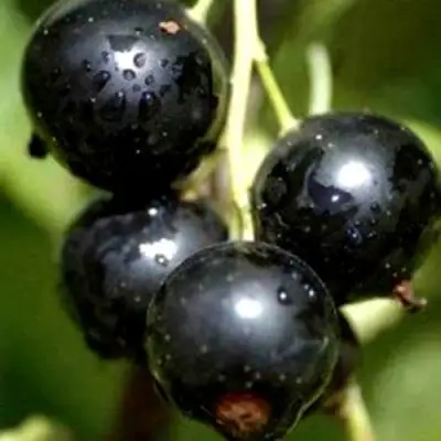 Смородина чёрная ВИНОГРАДНАЯ в Барановичах