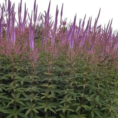 Вероникаструм ФАСЦИНЕЙШН в Барановичах