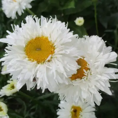 Нивяник КРЕЙЗИ ДЕЙЗИ наибольший в Барановичах