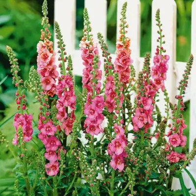 Коровяк ПИНК ДОМИНО гибридный (вербаскум) в Барановичах