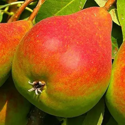 Груша ГЕРА в Барановичах