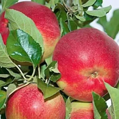 Яблоня СЕНАТОР колонновидная в Барановичах