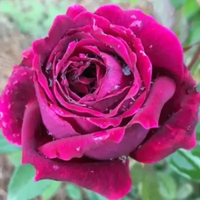 Роза РОЯЛ ПАЛАС японская в Барановичах