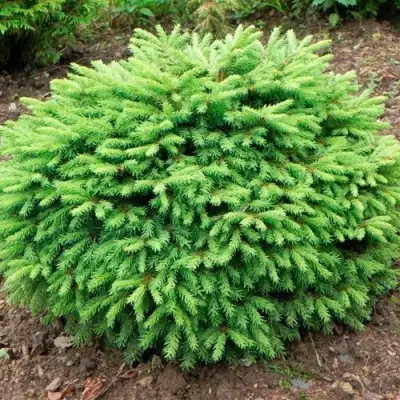 Ель НИДИФОРМИС обыкновенная в Барановичах