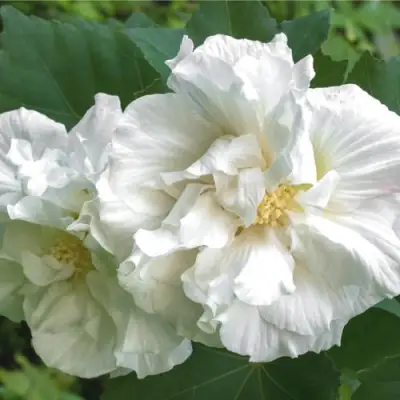 Гибискус АДМИРАЛ ДЕВЕЙ сирийский в Барановичах