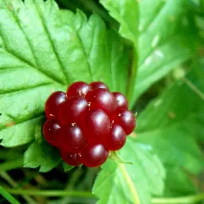 Княженика ЭЛПЕ в Барановичах