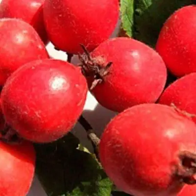 Боярышник КРУПНОПЛОДНЫЙ в Барановичах