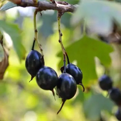 Смородина золотистая ДУСТЛИК в Барановичах