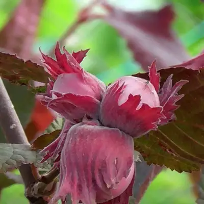 Фундук КАРДИНАЛ в Барановичах