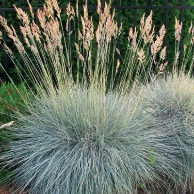 Овсянница ЭЛАЙДЖА БЛЮ в Барановичах