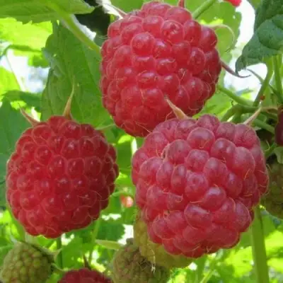 Малина НОВОСТЬ КУЗЬМИНА в Барановичах