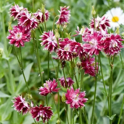 Аквилегия БАРЛОУ НОРА гибрид МакКаны в Барановичах