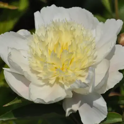 Пион ЗОЛОТАЯ ШПИЛЬКА травянистый в Барановичах