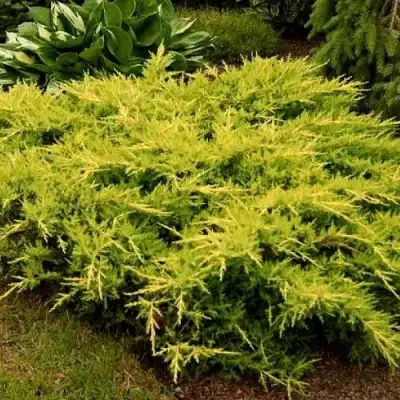 Можжевельник МОРДИГАН ГОЛД средний в Барановичах