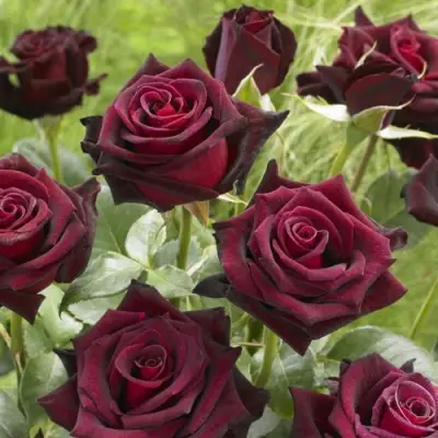 Роза БЛЭК БАККАРА чайно-гибридная в Барановичах