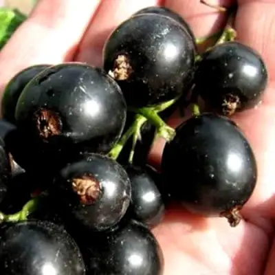 Смородина чёрная ЧЕРЕШНЁВАЯ в Барановичах