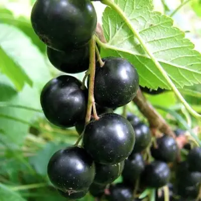 Смородина черная ЧЕРНООКАЯ в Барановичах