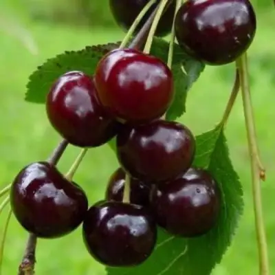 Вишня ЛАСУХА в Барановичах