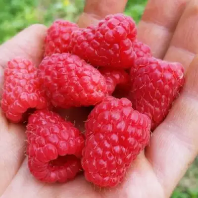 Малина ТУЛАМИН в Барановичах