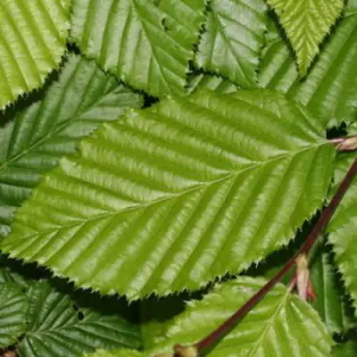 Граб японский в Барановичах