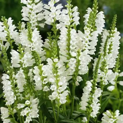 Физостегия АЛЬБА виргинская в Барановичах