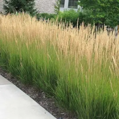 Вейник КАРЛ ФОРСТЕР остроцветковый в Барановичах