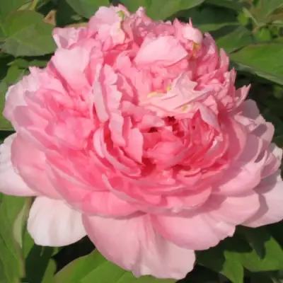 Пион ИМПЕРАТОРСКАЯ НАЛОЖНИЦА древовидный в Барановичах