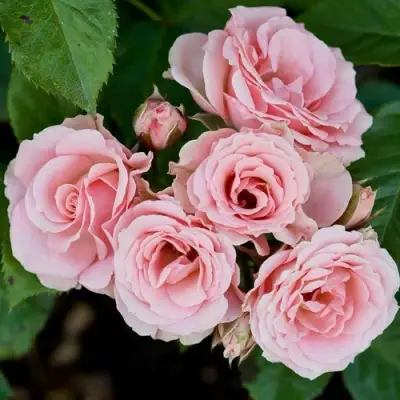 Роза КЛАССИК ЛИДИЯ спрей в Барановичах